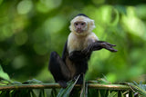 Costa Rica Workshop, April 15-23, 2027 (Deposit)