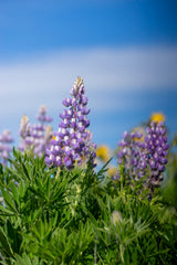 Columbia River Gorge Workshop, May 18–22, 2026