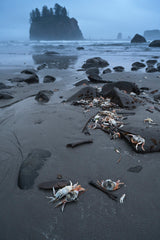 Olympic National Park Workshop, July 27-31, 2026 (Deposit)