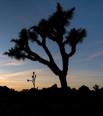 Joshua Tree National Park Workshop, March 8-12, 2027 (Deposit)
